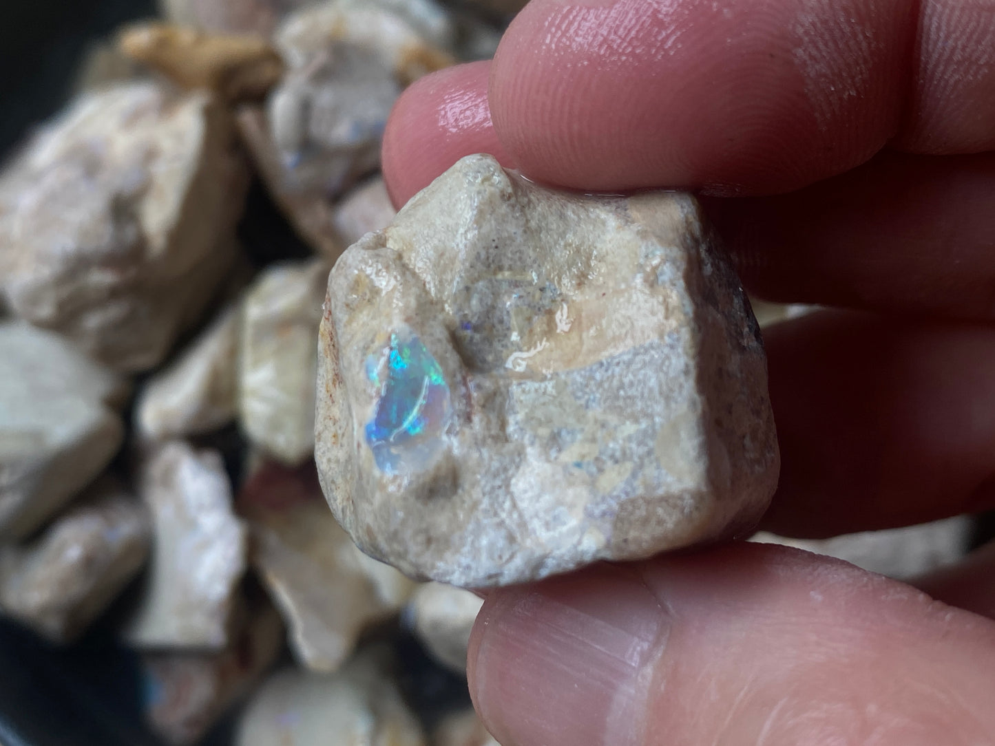 16oz Andamooka Matrix Opal Parcel, In The Rough, Untreated