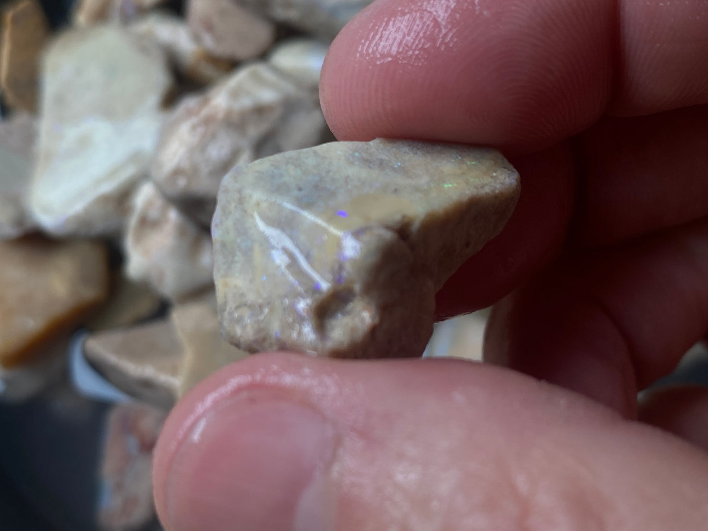 16oz Andamooka Matrix Opal Parcel, In The Rough, Untreated