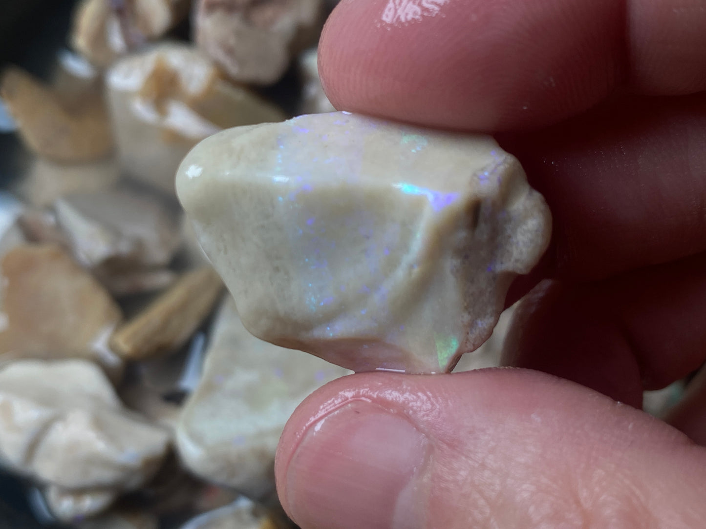 16oz Andamooka Matrix Opal Parcel, In The Rough, Untreated