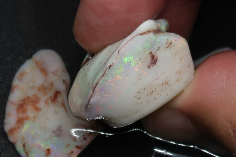 0.8 盎司天然澳大利亚蛋白石包裹，原石，贝壳补丁，明亮彩虹色。