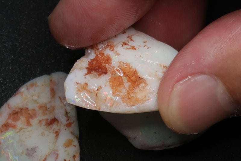 0.8 盎司天然澳大利亚蛋白石包裹，原石，贝壳补丁，明亮彩虹色。